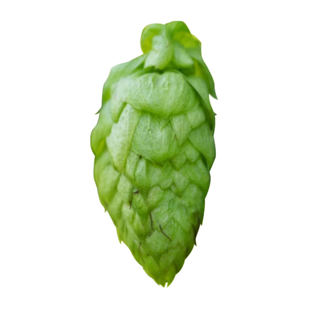 Lúpulo belma