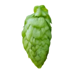 Lúpulo belma