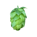 Lúpulo celeia