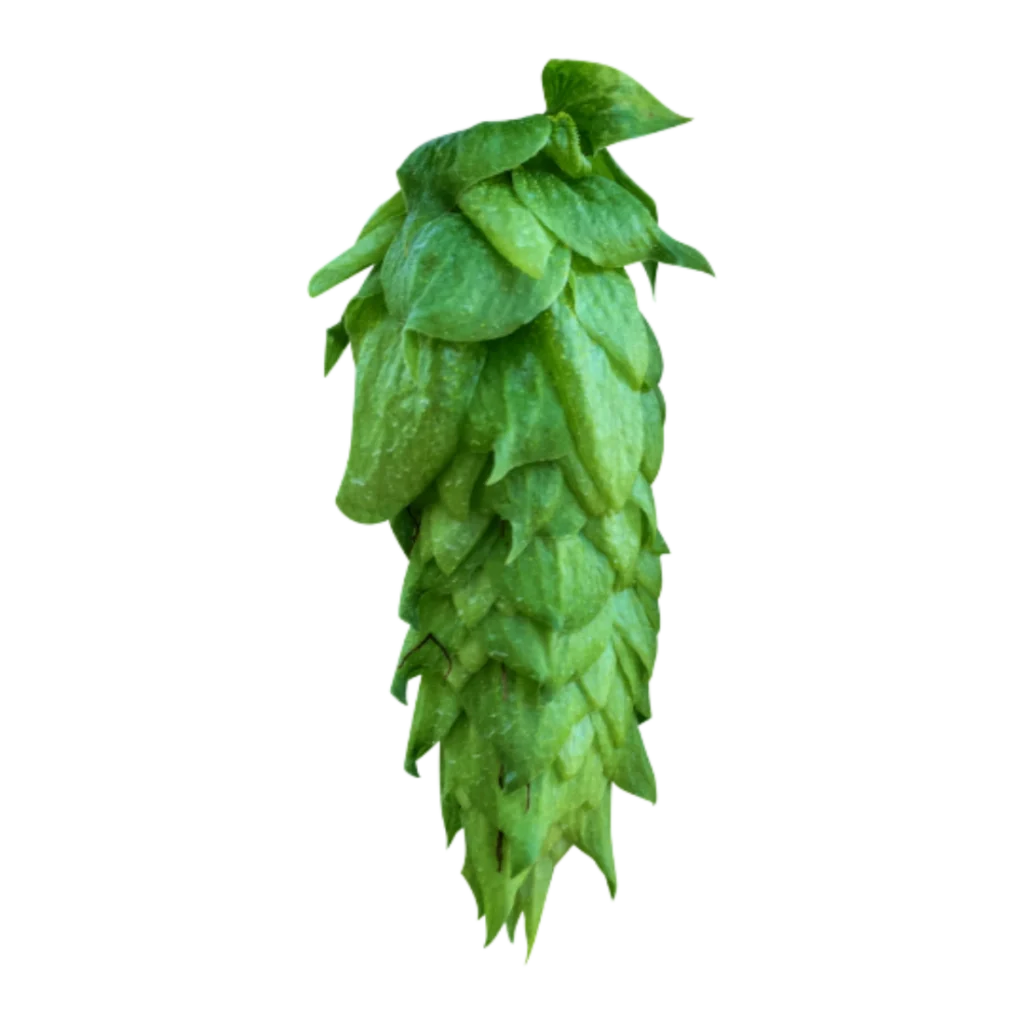 Lúpulo chinook