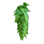 Lúpulo chinook