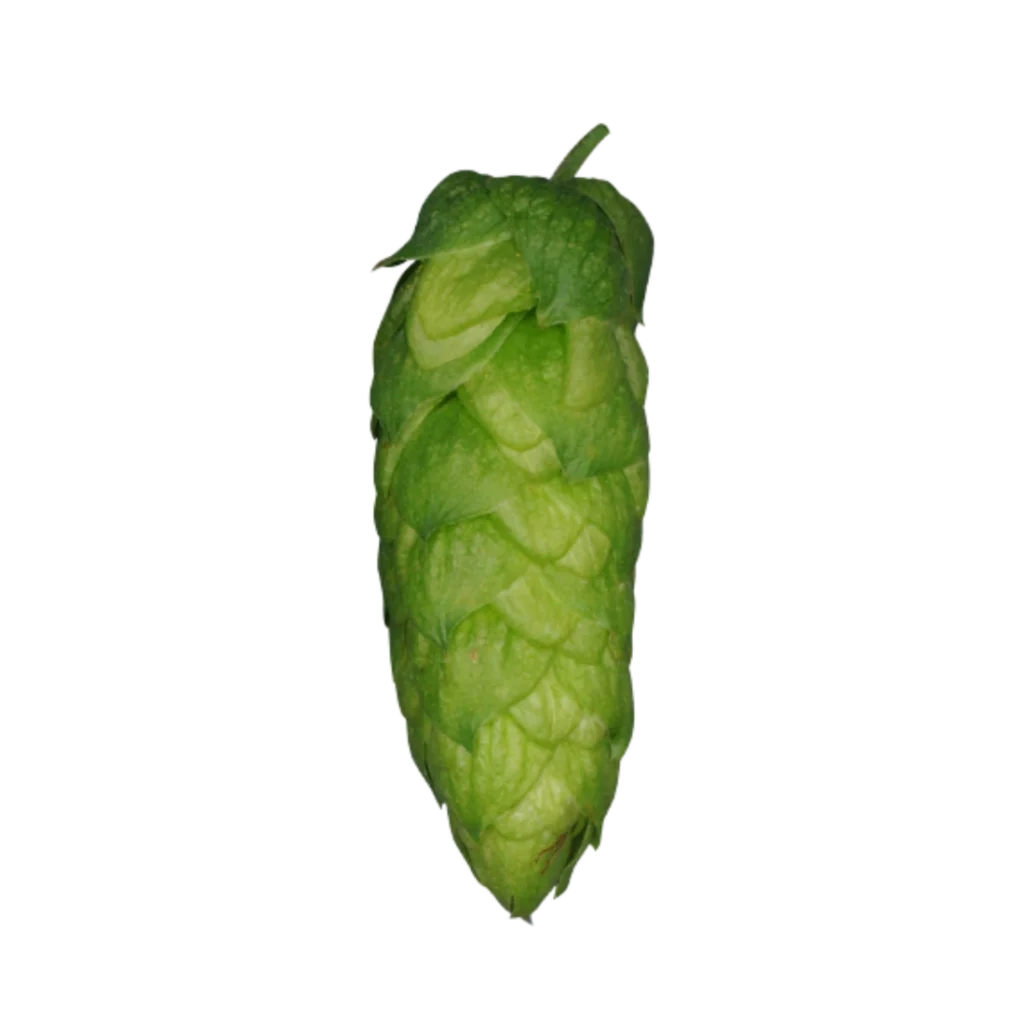 Lúpulo hallertau-blanc