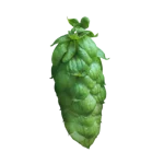 Lúpulo jester