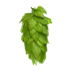 Lúpulo motueka