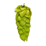 Lúpulo moutere