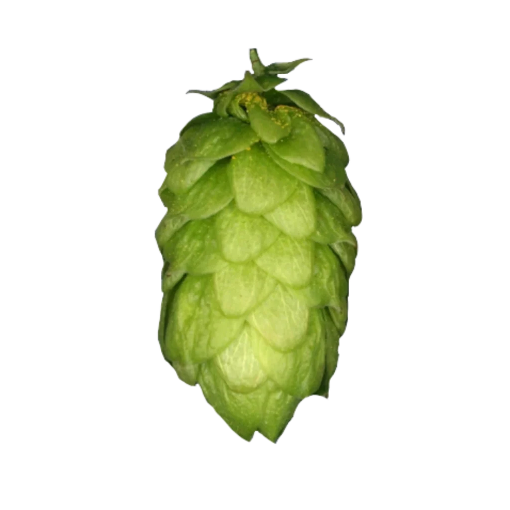 Lúpulo northern-brewer