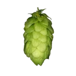 Lúpulo northern-brewer