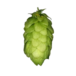 NORTHERN BREWER