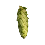 Lúpulo olicana