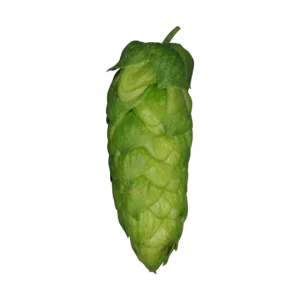 ORGANIC BLANC (T90)