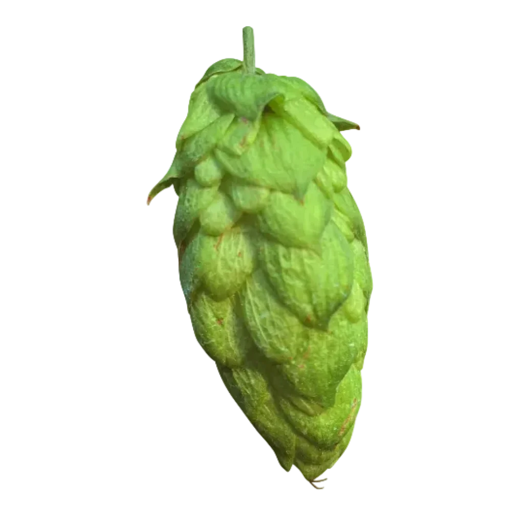 Lúpulo organic-marynka-t90