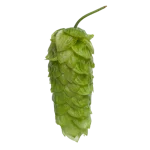 Lúpulo pacific-jade