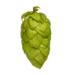 Lúpulo riwaka