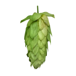 SORACHI ACE