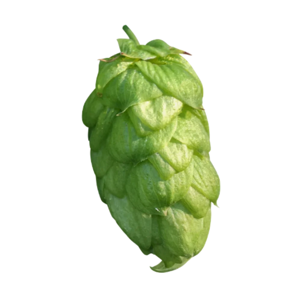 Lúpulo styrian-bobek