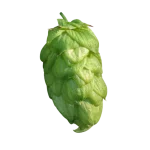 Lúpulo styrian-bobek