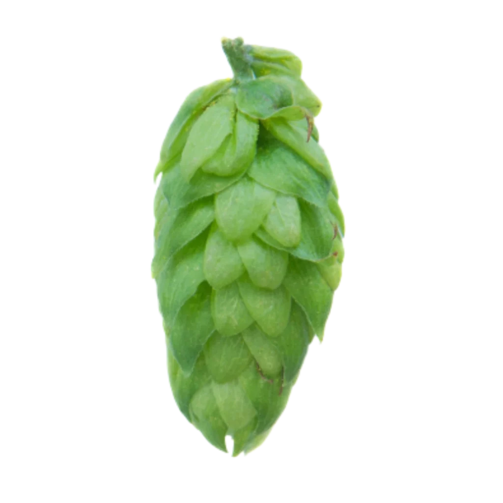 Lúpulo styrian-dragon