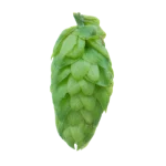 Lúpulo styrian-dragon