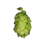 Lúpulo tettnang