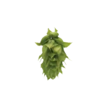 Lúpulo zappa